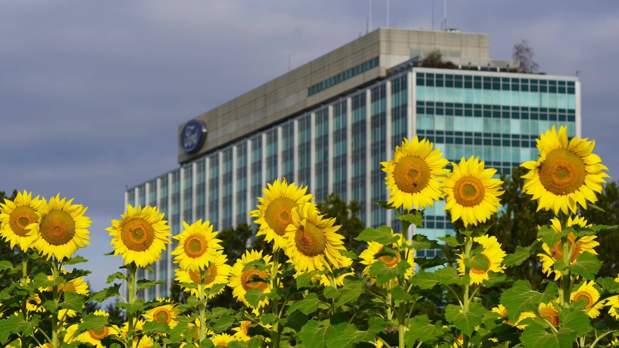 sunflower