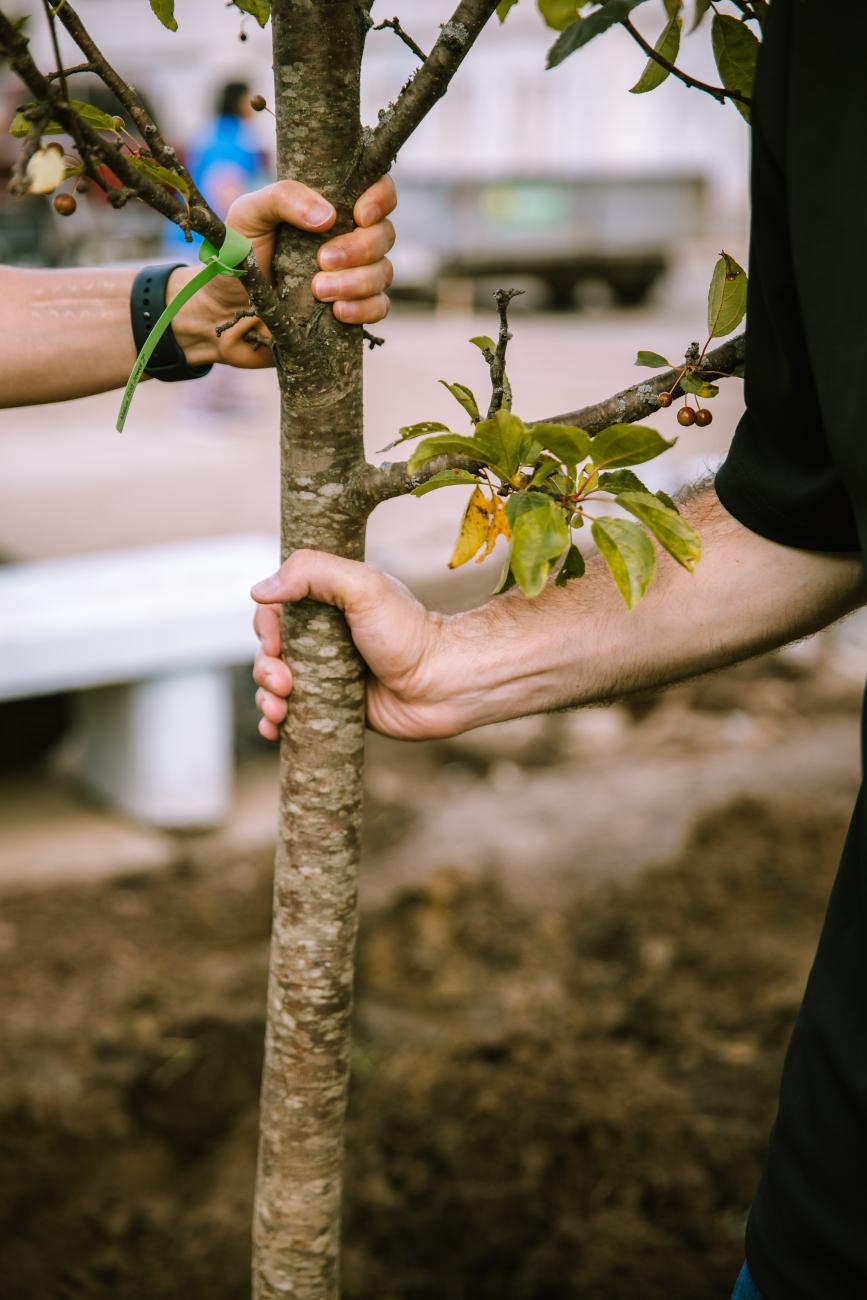Mayor Hammoud and Health Director Ali Abazeed hold on to the trunk of a newly planted tree
