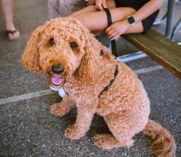 dog